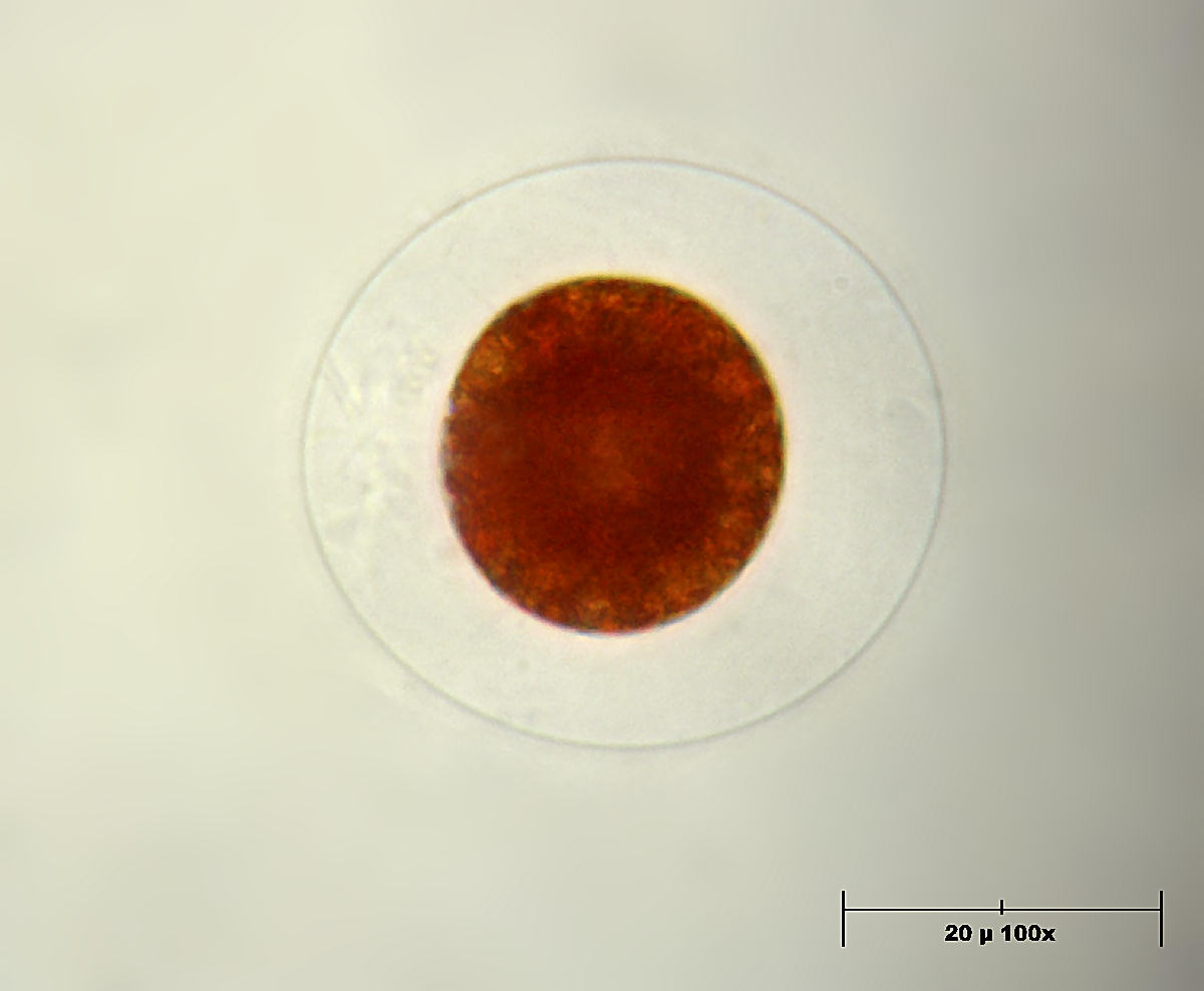 haematococcus anch''io